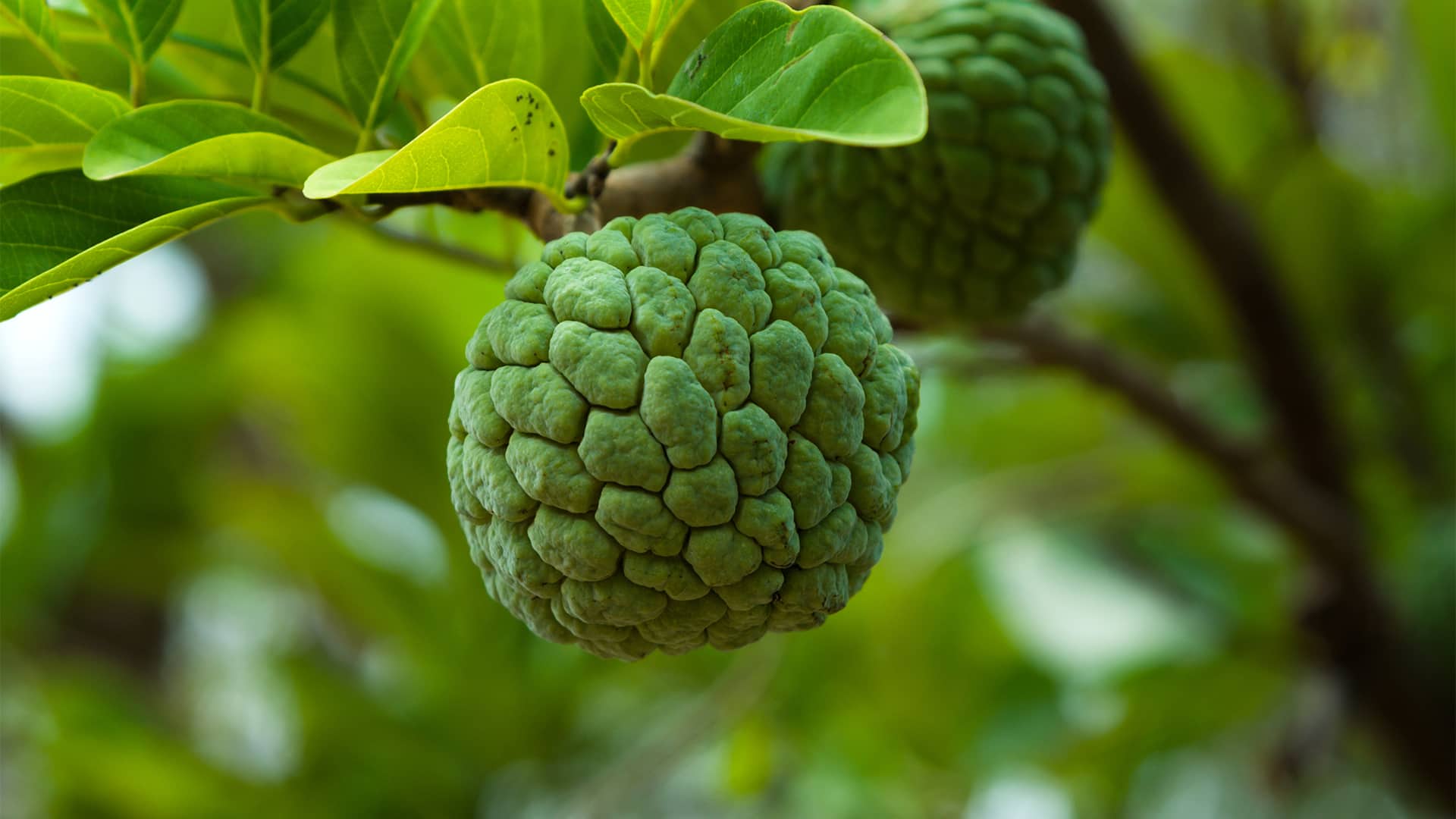 Ecología - Un rincón tropical sustentable